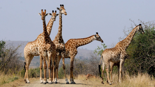 giraffes