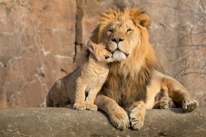 lion and cub